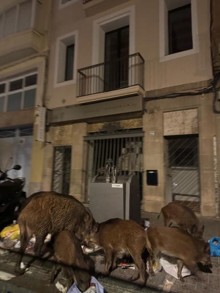 Jabalís el jueves 4 de diciembre en Sarrià