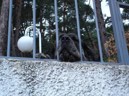 La pachorra del perro guardián