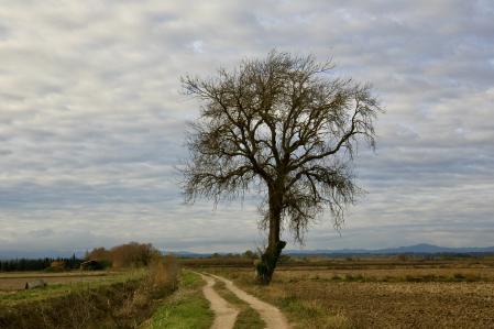 Cielo de borreguitos en Torroella de Montgrí.