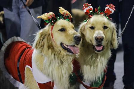 Dos perros con atuendos navideños