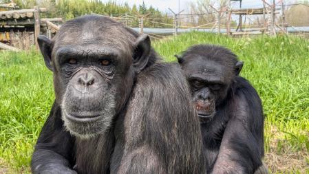 Fotografías de los chimpancés de la Fundació MONA.