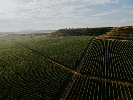 Panorámica del viñedo de Bodegas Muga