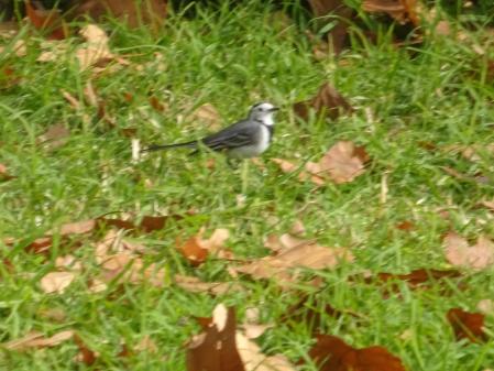 La lavandera blanca, en detalle.