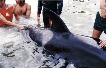 Kshamenk siendo asistido por el equipo de rescate. Año 1992