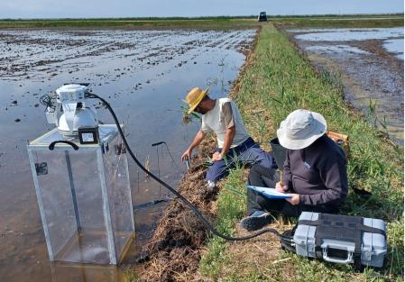 Muestreo en un arrozal en el Delta del Ebro (Tarragona).