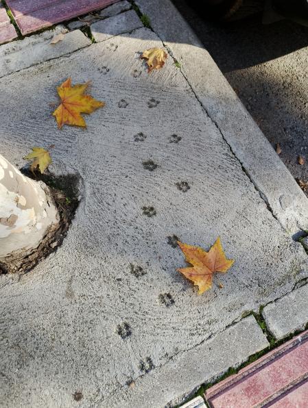 En un alcorque quedaron grabadas las huellas de un revoltoso gato.