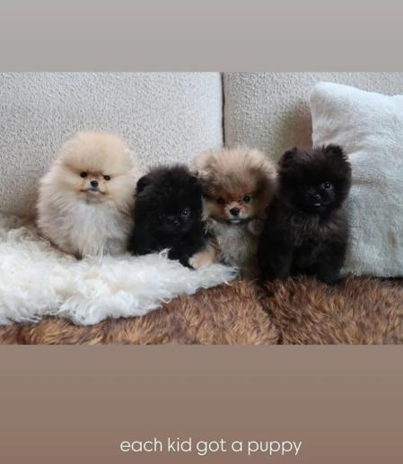 Los cuatro cachorros