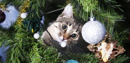 Gato en un árbol de Navidad