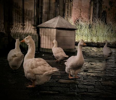 Ocas en el claustro de la Catedral de Barcelona.