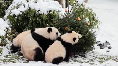 El zoo de Berlín recicla los árboles de Navidad y los sirve a sus animales