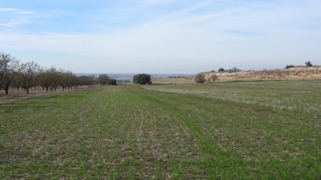 Reto visual: ¿Puedes ver al aguilucho?