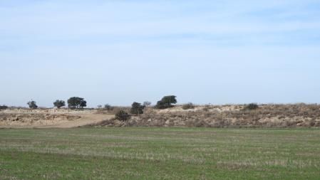 ¿Encuentras al aguilucho?