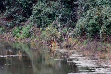 Imagen del árbol (B).