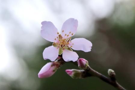 Almendro en flor en el Baix Empordà.