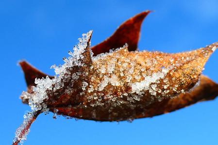 La belleza minimalista de la cencellada.