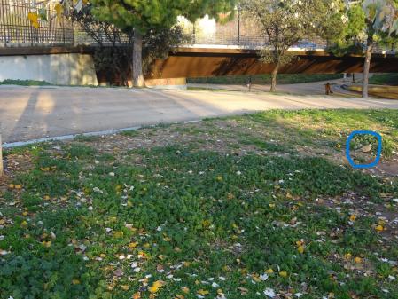 Solución del reto de la tórtola.