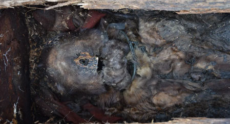 Los restos momificados de la mujer después de que los arqueólogos abrieran el ataúd.