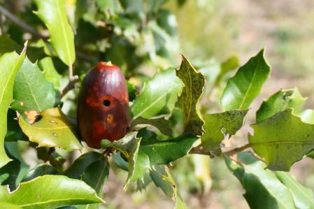 Bellotas perforadas del bosque de Vilobí d'Onyar.
