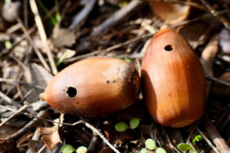 Bellotas perforadas del bosque de Vilobí d'Onyar.