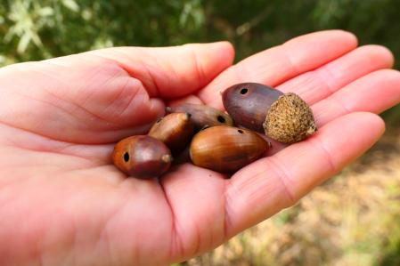 Bellotas perforadas del bosque de Vilobí d'Onyar.