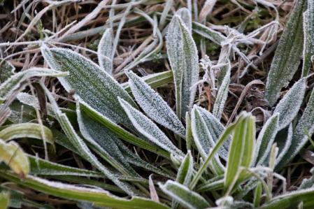Los campos escarchados de Palamós.