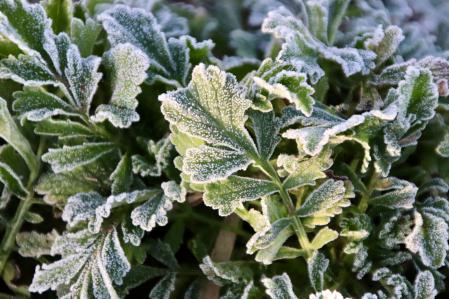 Los campos escarchados de Mont-ras.