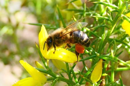 El polen en las corbículas de las abejas hembras.