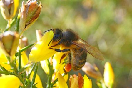 El polen en las corbículas de las abejas hembras.