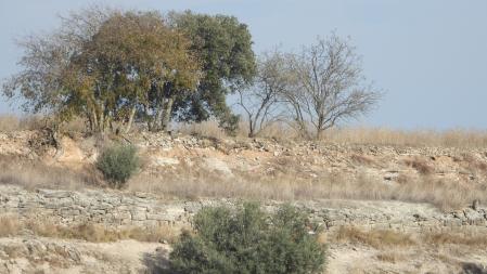 Reto visual: ¿Puedes ver al aguilucho?