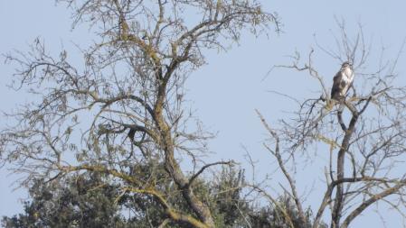 El aguilucho que buscamos, de cerca.