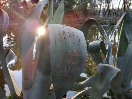 Amor mal entendido sobre aloe vera