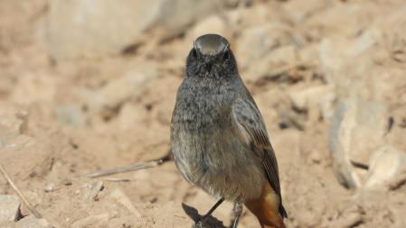 El colirrojo tizón, en detalle.