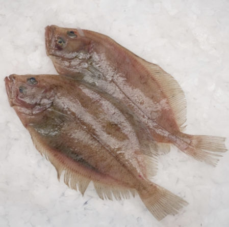 El gallo es una gran opción para nuestras recetas, mucho más económica que el lenguado