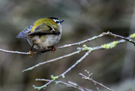 El reyezuelo listado del pantano de Vallvidrera.