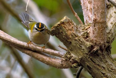 El reyezuelo listado del pantano de Vallvidrera.