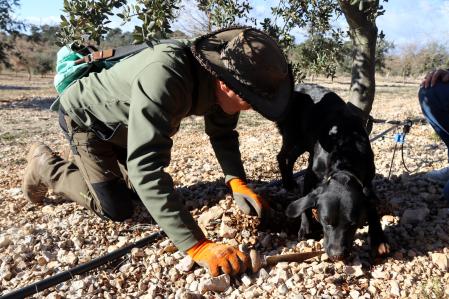 Un trufero sacando trufas con su perro.