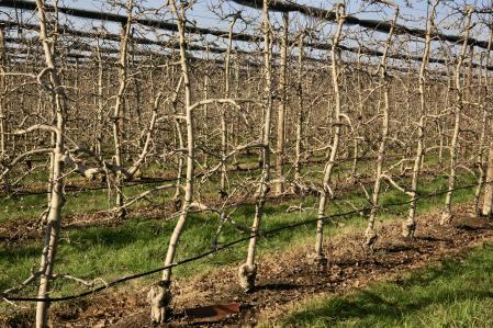 Geometría invernal en los campos de manzanos de Fontanilles.