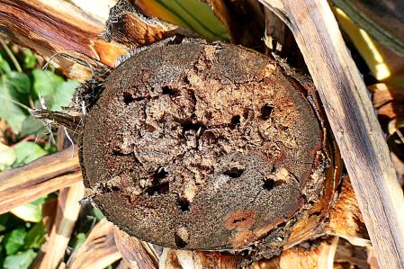 Picudo negro del agave.