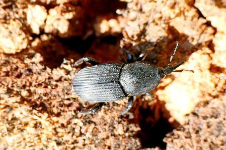 Picudo negro del agave.