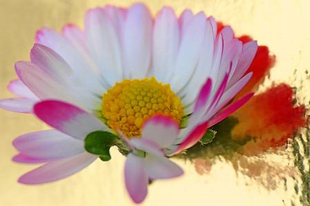 Margarita del jardín en Vilobí d'Onyar.