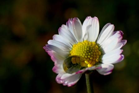 Margarita del jardín en Vilobí d'Onyar.
