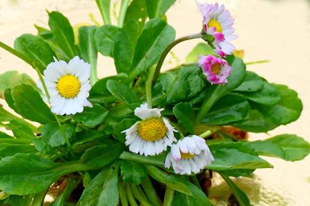 Margarita del jardín en Vilobí d'Onyar.