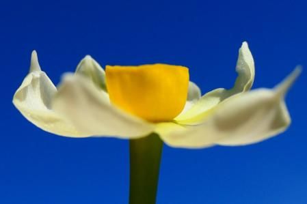 Narcissus en invierno.