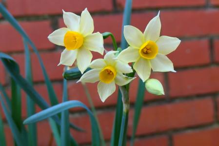 Narcissus en invierno.