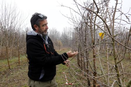 Ignasi Casanovas, profesor de la Escuela Agraria de Alfarràs, muestra algunos de los manzanos ancestrales que cultivan