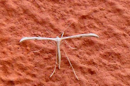 La polilla pluma (Emmelina monodactyla) con su forma de T.