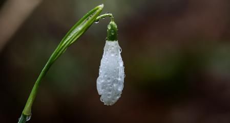 Lirio de nieve de la Riera Major.