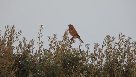 Este es el aspecto del escribano triguero, el pájaro que estamos buscando.