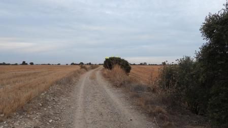 Solución al reto visual del escribano triguero.