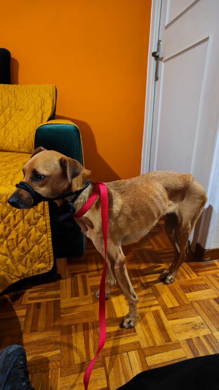 Chucrute, en casa de la voluntaria tras ser rescatada.